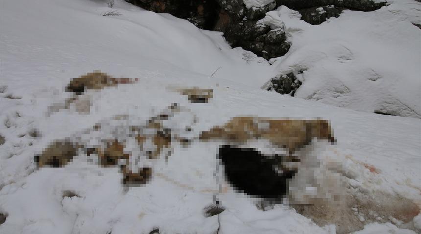 Kan izlerini takip ettiler, inanamadılar! Ayaklarından bağlanmış 7 tane...