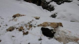 Kan izlerini takip ettiler, inanamadılar! Ayaklarından bağlanmış 7 tane...