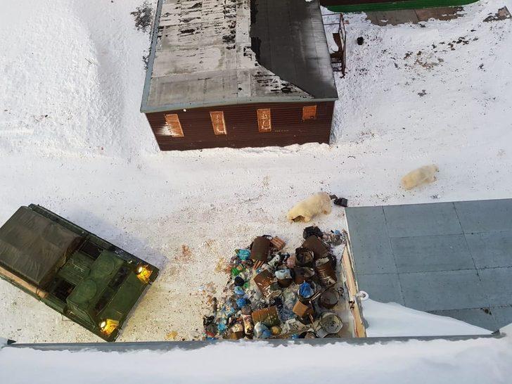 Kutup ayıları şehre indi, acil durum ilan edildi  G3