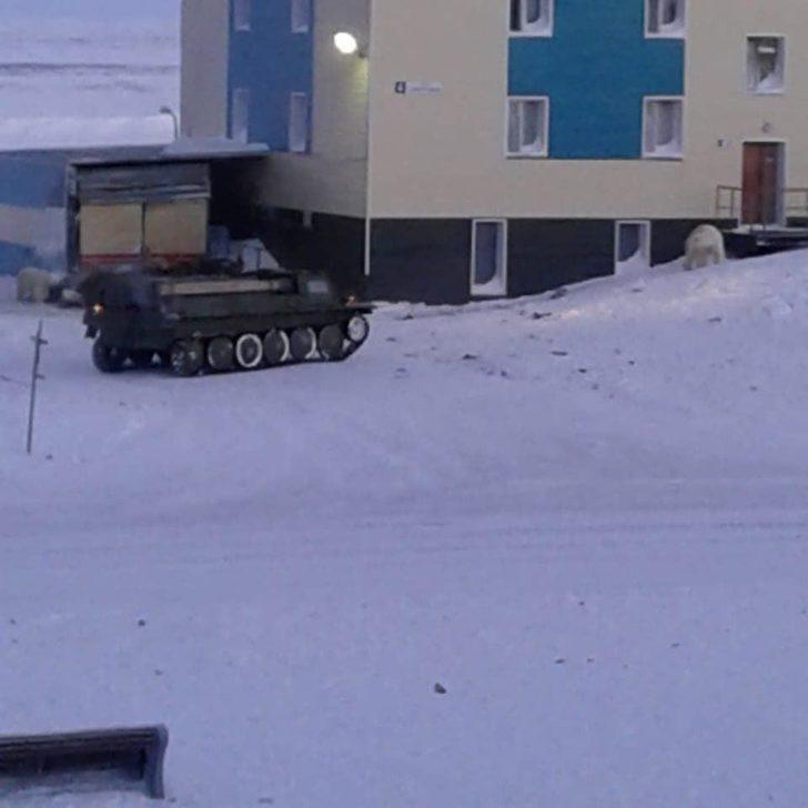 Kutup ayıları şehre indi, acil durum ilan edildi  G4