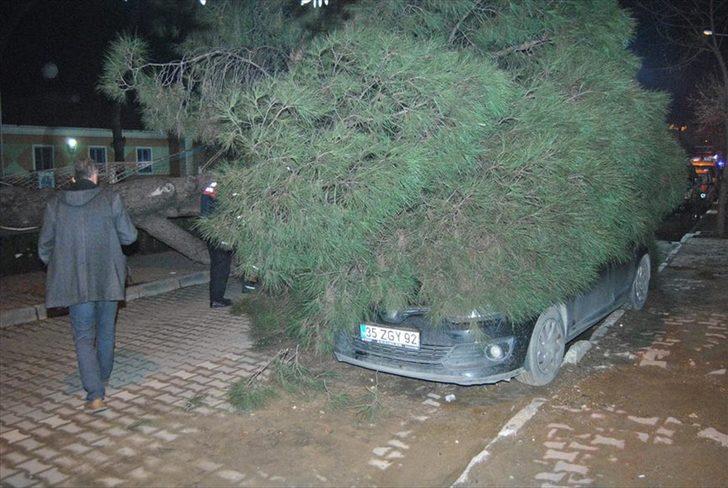 20 metrelik çam ağacı otomobilin üzerine devrildi  G1
