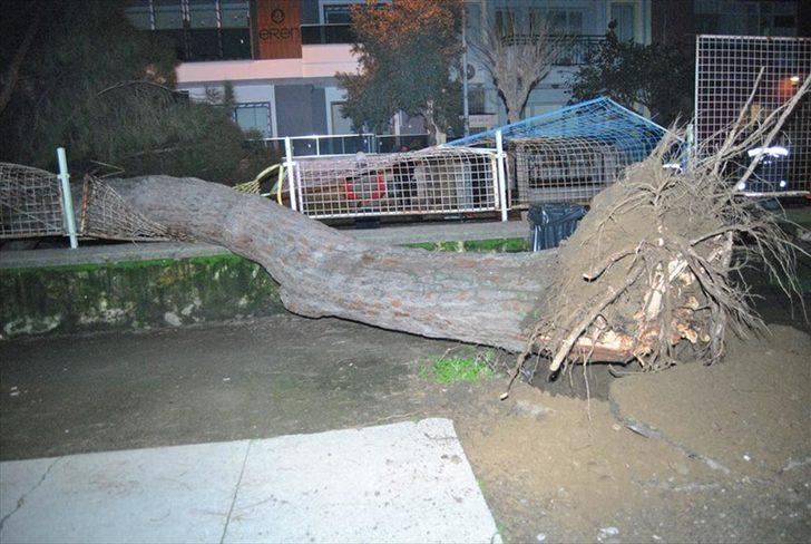 20 metrelik çam ağacı otomobilin üzerine devrildi  G2