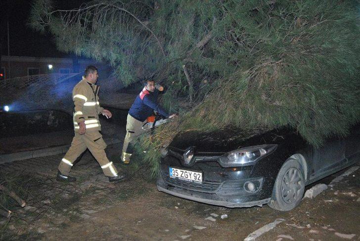 20 metrelik çam ağacı otomobilin üzerine devrildi  G3