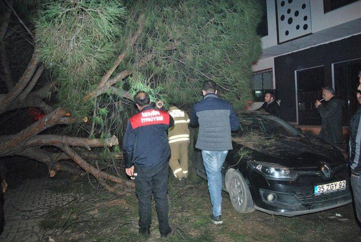 20 metrelik çam ağacı otomobilin üzerine devrildi  G4