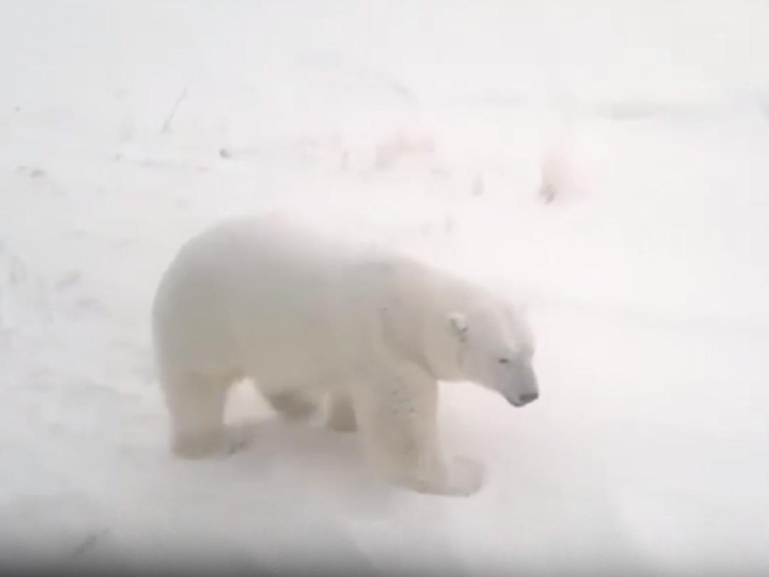 Rusya'da kutup ayıları kamu binalarını istila etti! Yardım &ccedil;ağrısı yapıyorlar