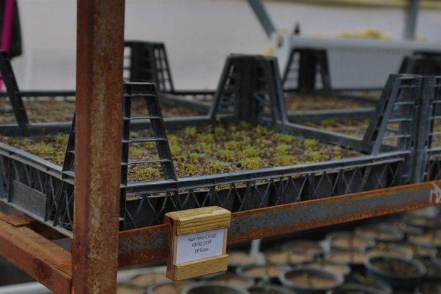 Nevşehir Belediyesi sera bitkileri yetiştiriyor