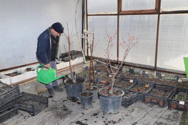 Nevşehir Belediyesi sera bitkileri yetiştiriyor