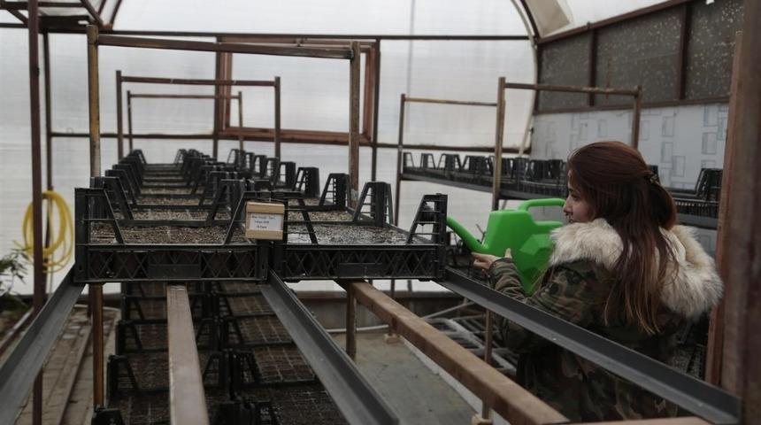 Nevşehir Belediyesi sera bitkileri yetiştiriyor