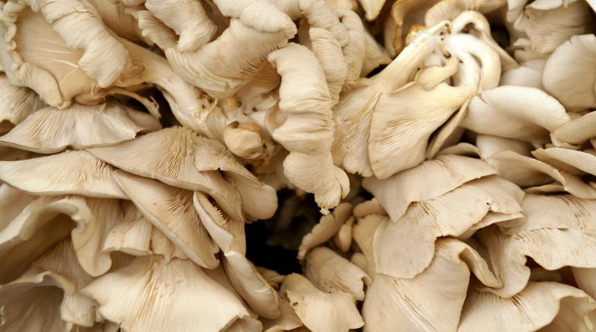 Kırmızı ete rakip olan istiridye mantarı faydalarıyla şaşırtıyor