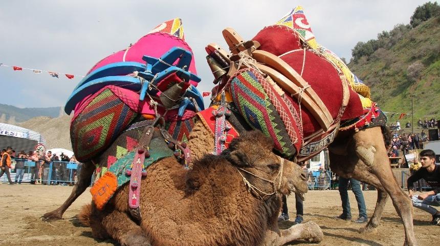 Deve g&uuml;reşi tutkunları Kuyucak&rsquo;ta buluştu