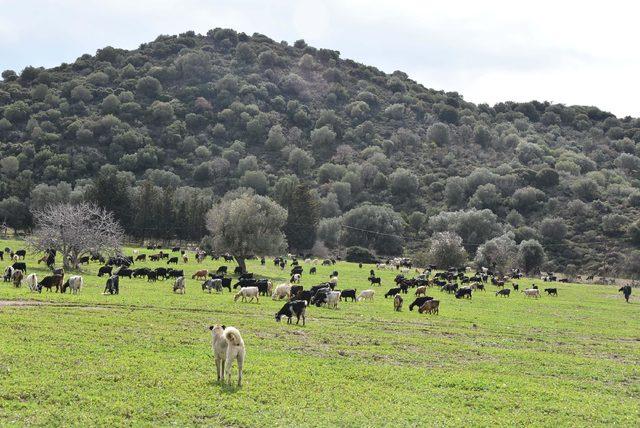 Karaburun'da kurulan RES'ler, kıl keçilerinin otlak alanlarını bitirdi