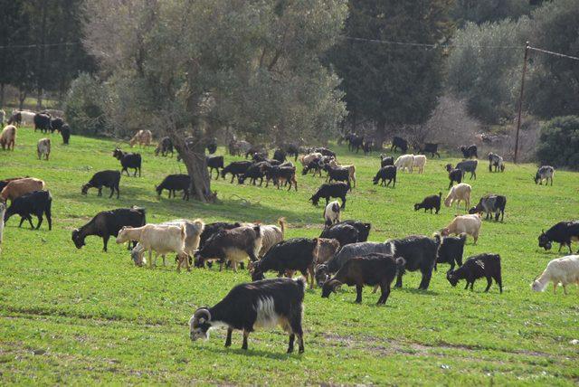 Karaburun'da kurulan RES'ler, kıl keçilerinin otlak alanlarını bitirdi