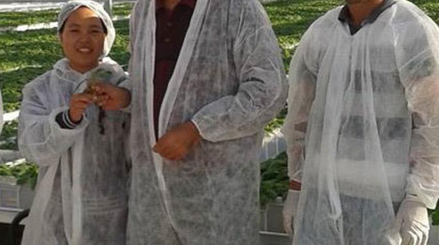 Konya Şeker'den yerli patates tohumu