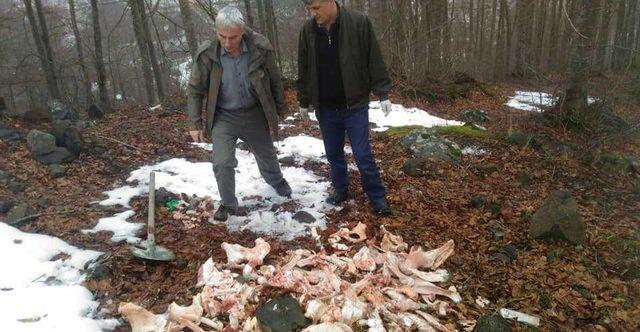 Ordu’da yaban hayvanları için doğaya yem bırakıldı