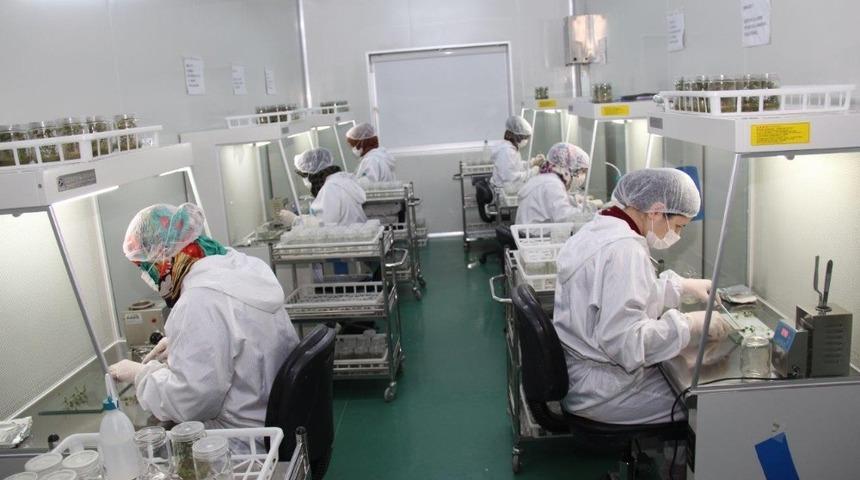 Konya Şeker yerli ve milli patates tohumu ile verimi artırdı