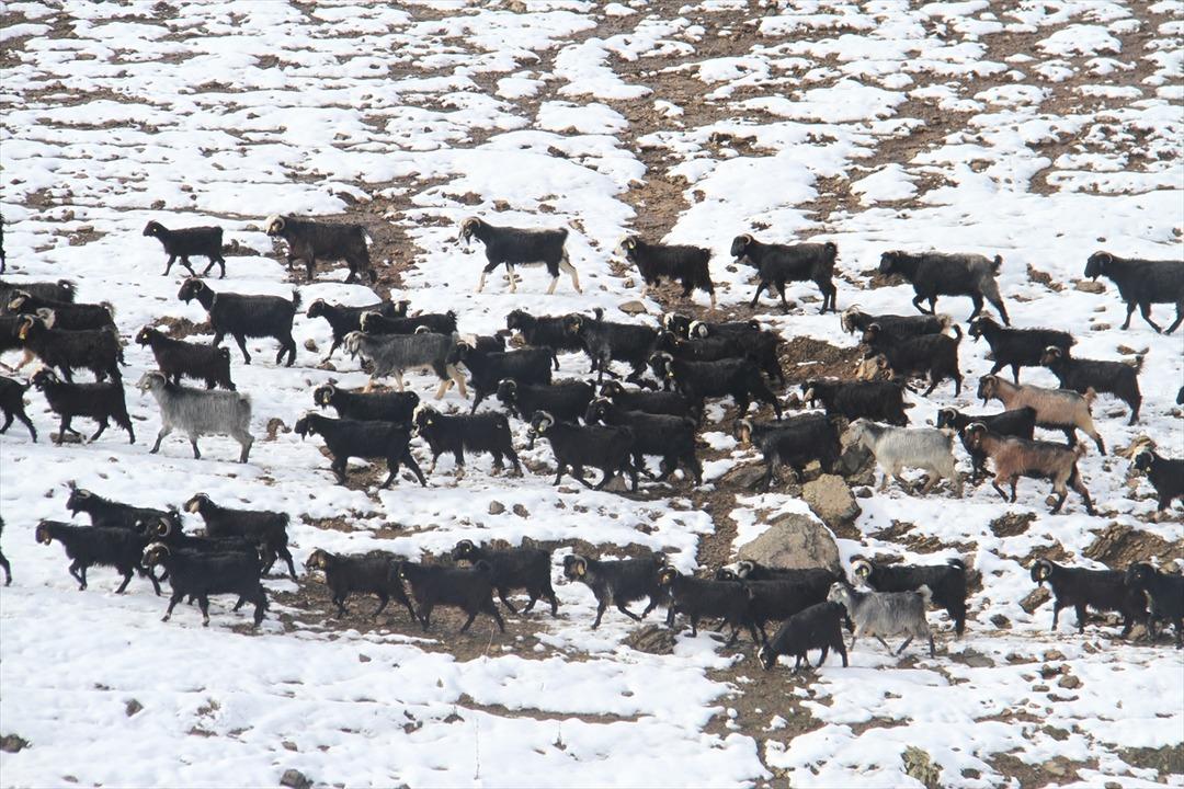 Ke&ccedil;i s&uuml;r&uuml;lerinin kar &uuml;st&uuml;ndeki y&uuml;r&uuml;y&uuml;ş&uuml; 