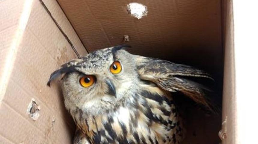 Yaralı orman baykuşu koruma altına alındı