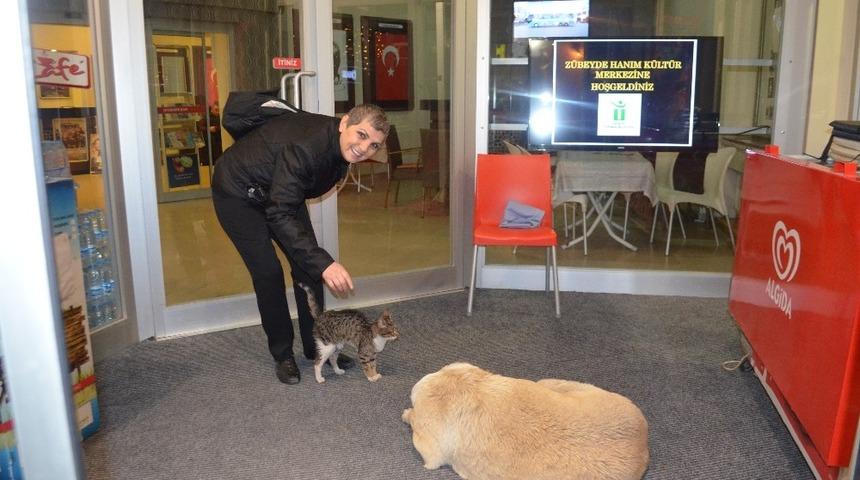 Köpek ile kedinin şaşırtan dayanışması