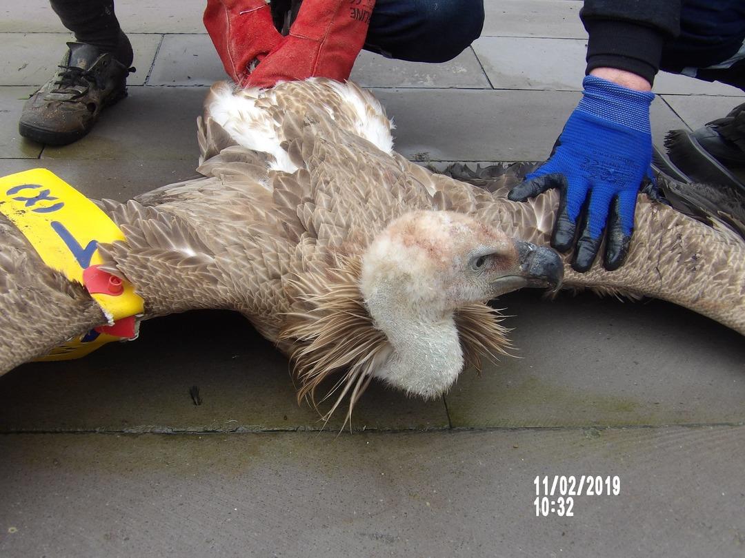 &Ccedil;obanlar buldu! Ayağına baktıklarında ger&ccedil;ek ortaya &ccedil;ıktı
