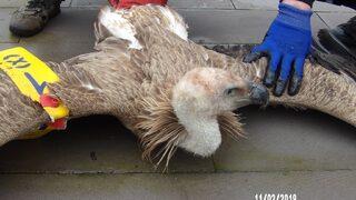 Çobanlar buldu! Ayağına baktıklarında gerçek ortaya çıktı