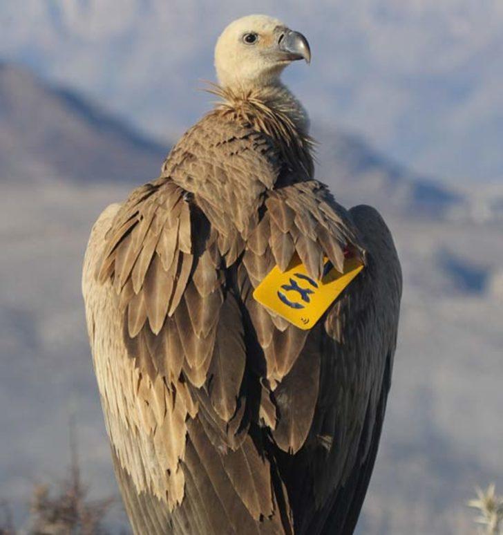 Çobanlar buldu! Ayağına baktıklarında gerçek ortaya çıktı G1