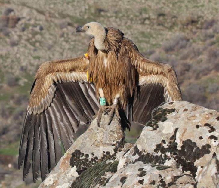 Çobanlar buldu! Ayağına baktıklarında gerçek ortaya çıktı G2