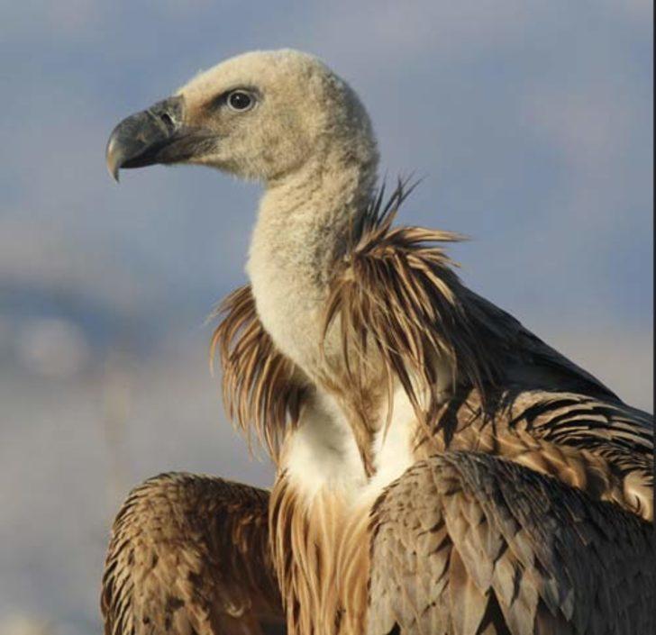 Çobanlar buldu! Ayağına baktıklarında gerçek ortaya çıktı G3