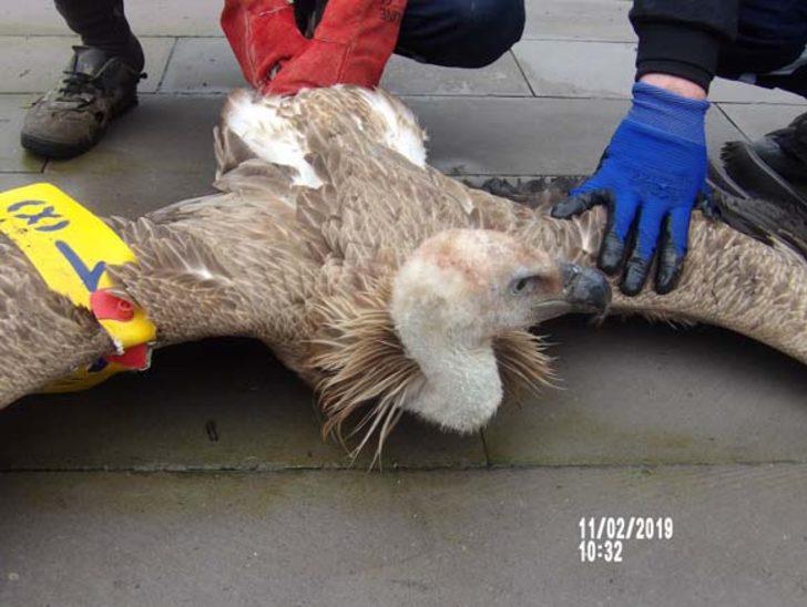 Çobanlar buldu! Ayağına baktıklarında gerçek ortaya çıktı G5