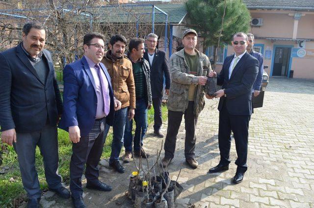 Koçarlı’da biner adet zeytin ve incir fidanı dağıtıldı