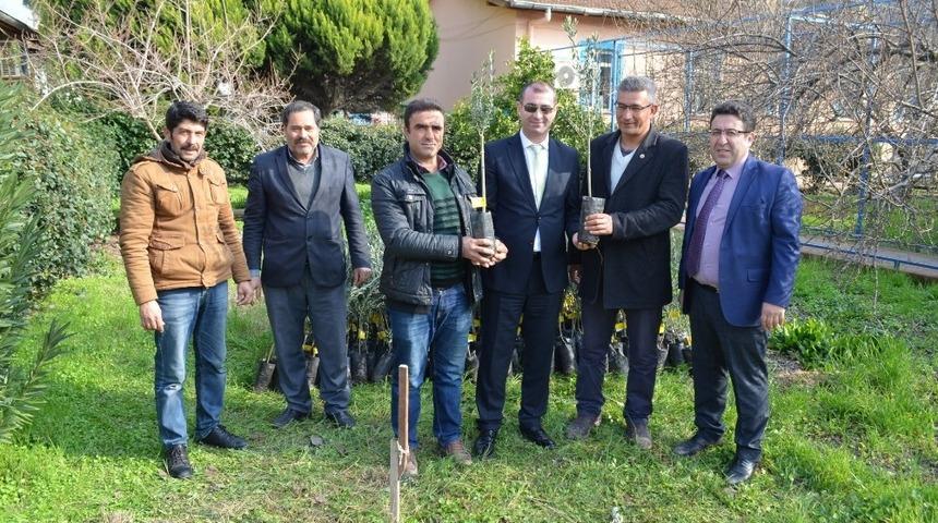 Ko&ccedil;arlı&rsquo;da biner adet zeytin ve incir fidanı dağıtıldı