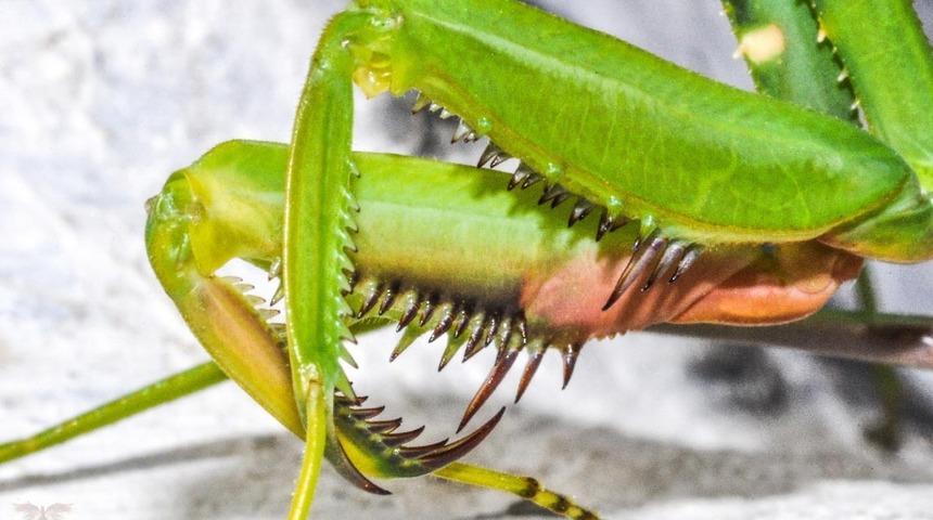 Yasağa rağmen vazge&ccedil;miyorlar! '&Ccedil;ifti 180, tek erkek-dişi 100 tl'