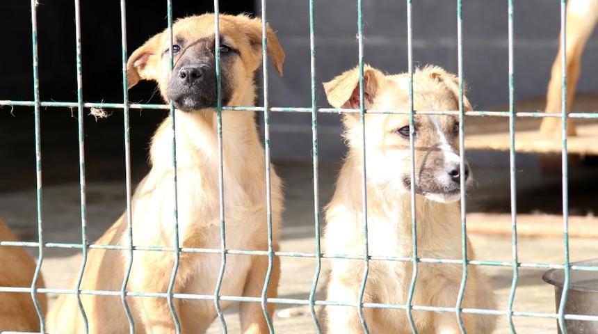 Sokak hayvanlarına yönelik çalışmalar sürüyor