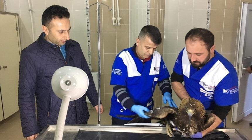 Yaralı kartalın imdadına karla m&uuml;cadele ekibi yetişti