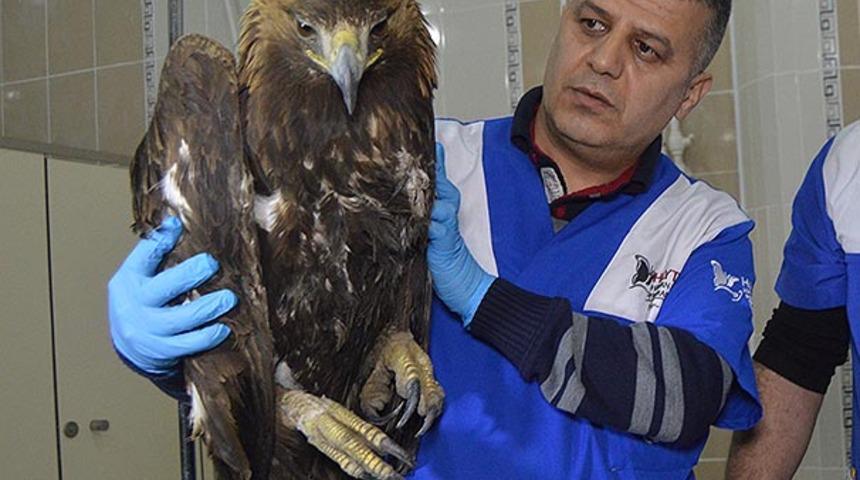 Yol &ccedil;alışması yapılırken baygın halde bulundu! Dev gibi...