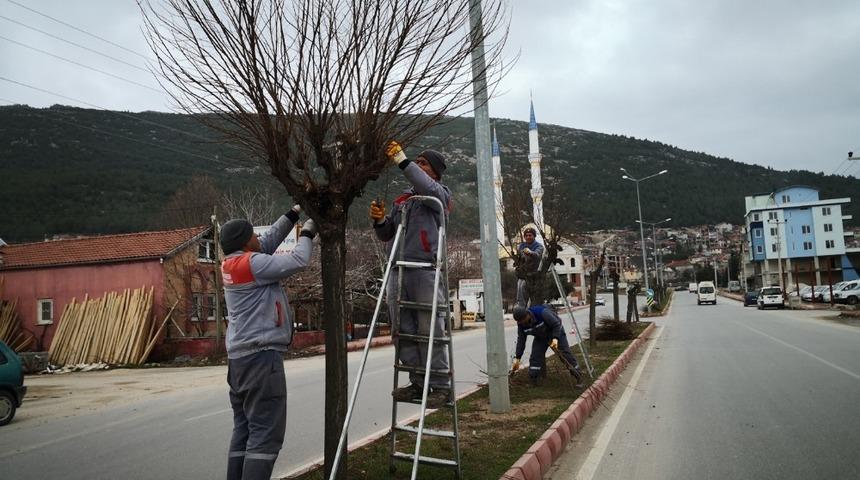 Bucak&rsquo;ta bahar budası