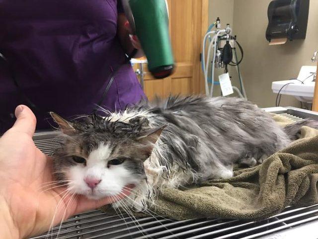 frozen-cat-rescue-fluffy-burried-in-snow-animal-clinic-kalispell-montana-3-5c5d3b4a33179__700