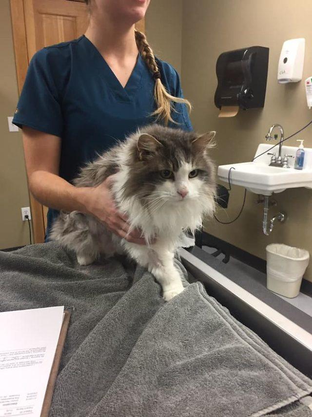 frozen-cat-rescue-fluffy-burried-in-snow-animal-clinic-kalispell-montana-4-5c5d3b4b818ba__700