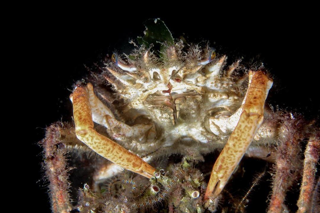 İstanbul'un su altı zenginliği d&uuml;nyaya tanıtılacak 