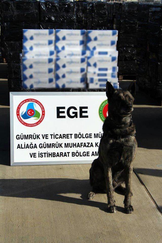 İzmir'de 500 bin paket kaçak sigara ele geçirildi