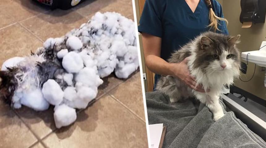 Donmuş kedi saatler süren tedavisinden sonra eski sağlığına kavuştu