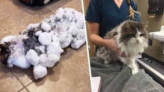 Donmuş kedi saatler süren tedavisinden sonra eski sağlığına kavuştu