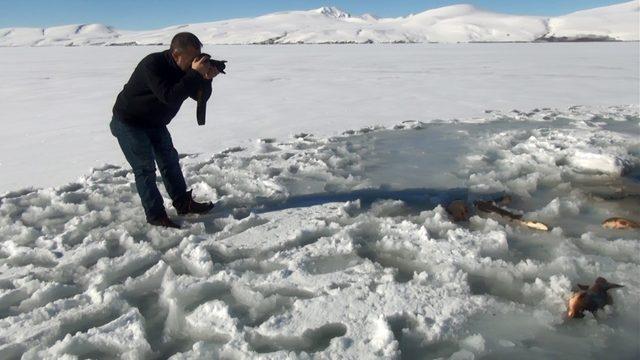 Buzda balık avına fotoğrafçı ilgisi