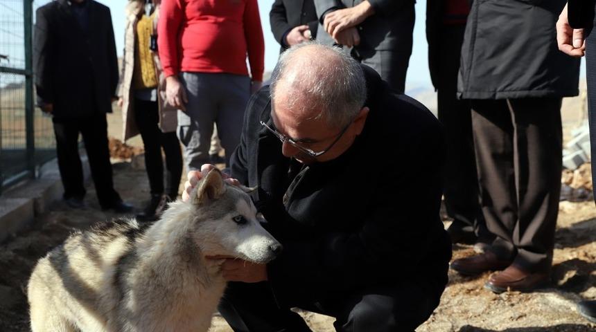 6 bin sokak hayvanının tedavileri yapıldı