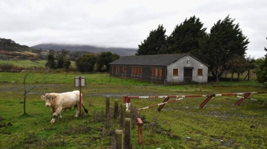 İnekler i&ccedil;in arkadaşlık uygulaması! 42 bin ineğin profili var 