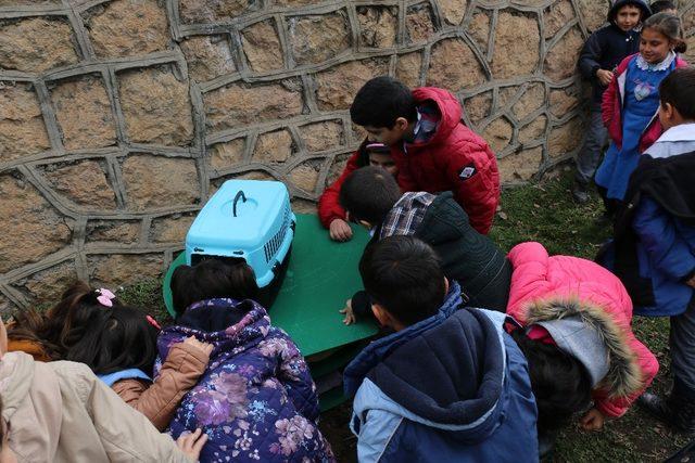 Sokakta yaşayan kedilere sıcak yuva