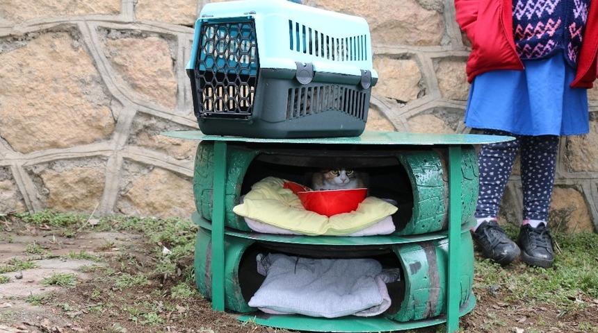 Sokakta yaşayan kedilere sıcak yuva