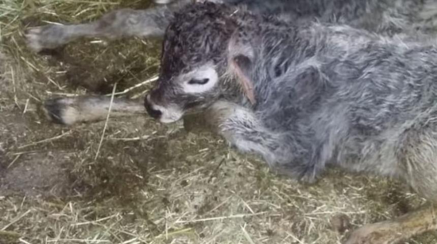 İkiz buzağılar benzerlikleri ile dikkat çekti