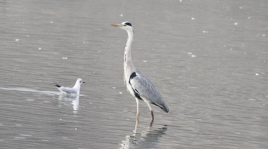 Adıyaman&rsquo;da su kuşlarının sayımı tamamlandı