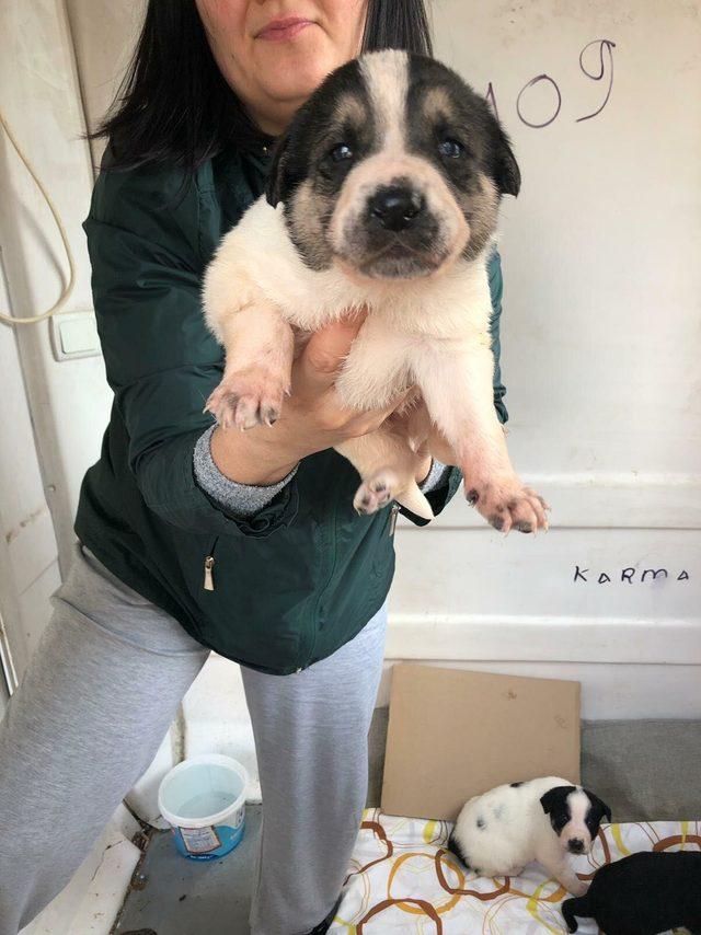 Mahallelinin istemediği 9 yavru k&ouml;pek sıcak yuva bekliyor 1