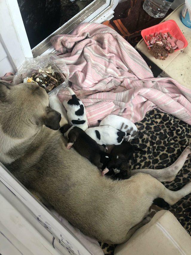 Mahallelinin istemediği 9 yavru k&ouml;pek sıcak yuva bekliyor 3
